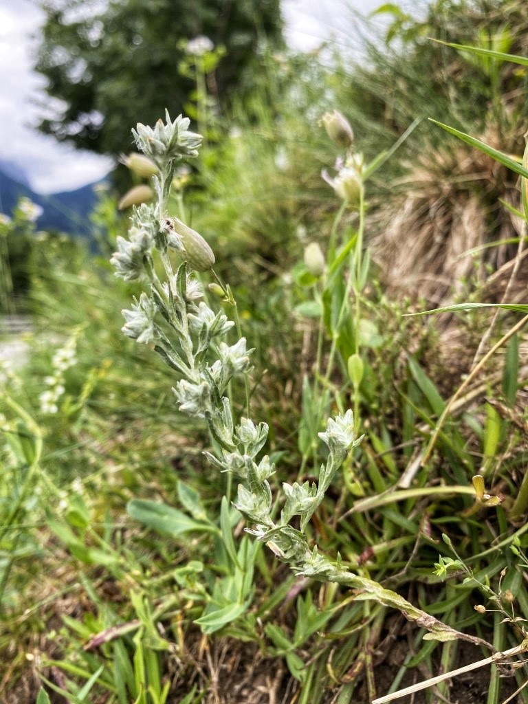 Nachsuche seltener und gefährdeter Gefäßpflanzen Tirols – Erhebungen in Osttirol